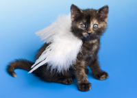 Make your contributions to Cat Breed Info