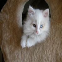 Turkish Angora kitten