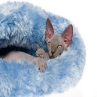 Sphynx cat care