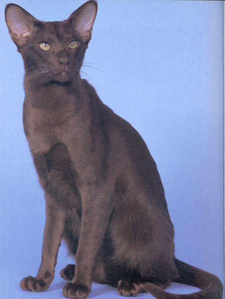 Havana cat breed