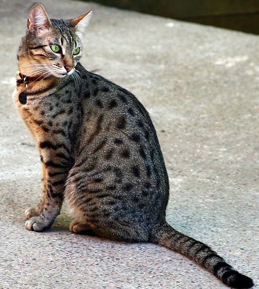 Egyptian Mau cat breed