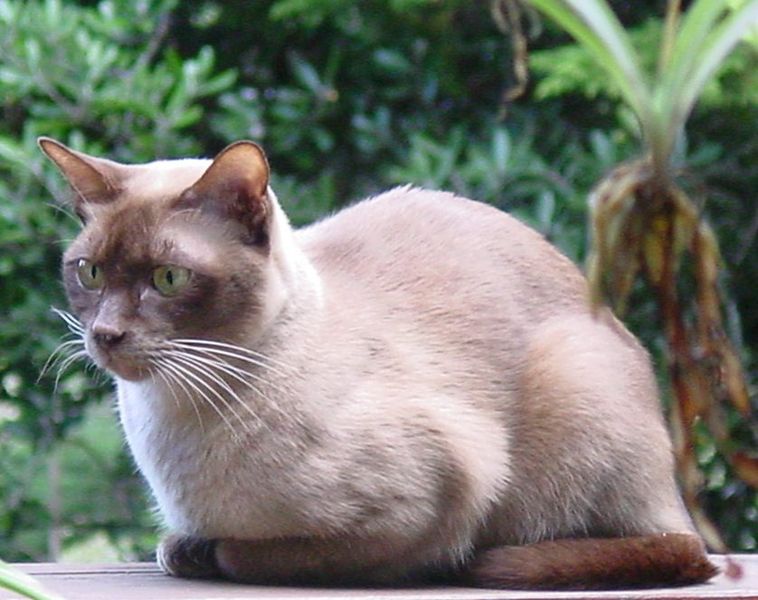 Burmese cat breed