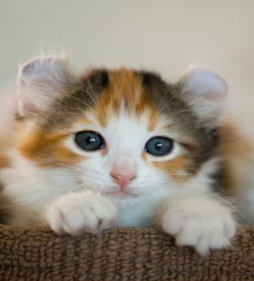 American Curl