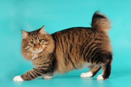 American Bobtail