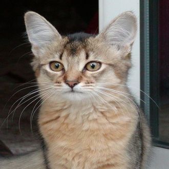 Somali cat breed