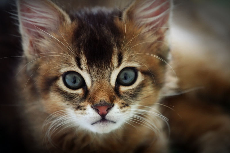 Somali cat breed
