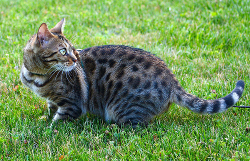 Bengal Cat