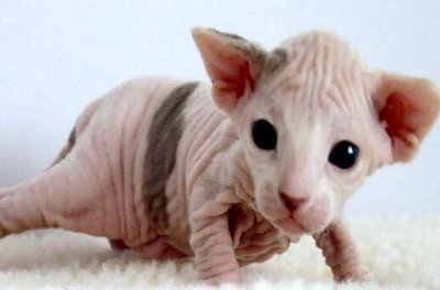 Sphynx cat breed