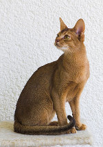 Abyssinian cat breed
