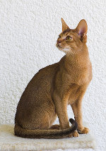 Short Hair Cat Breeds