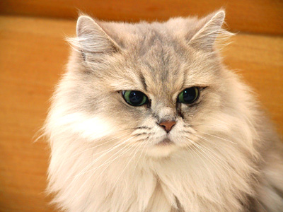 What are Pedigree Cats?