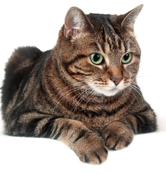 types of domestic cat breeds