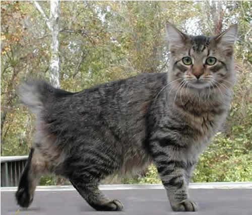 American Bobtail