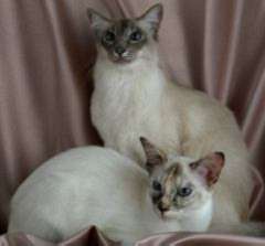 Balinese cat breed