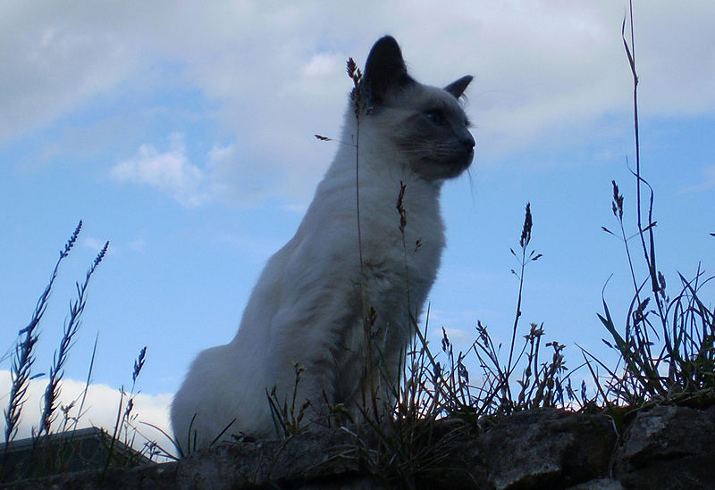 to a long haired Siamese