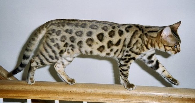 bengal cats 