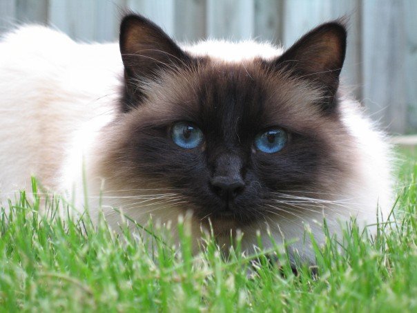 Cats Birman