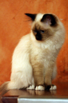 Birman cat breed