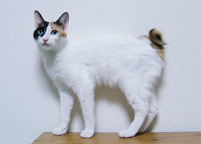 Japanese Bobtail cat breed