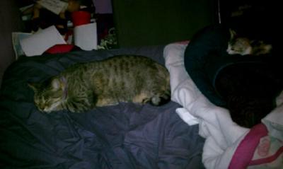 Bowling Ball asleep, with our calico tabby Troubles