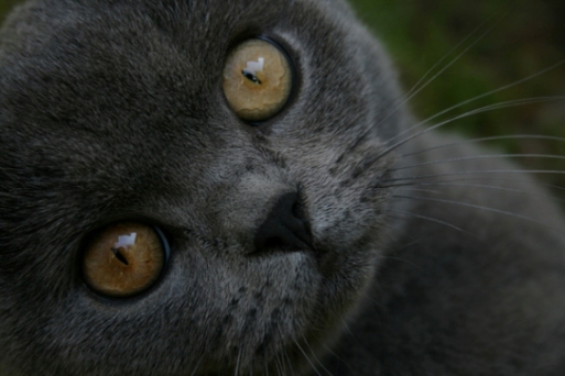 British Shorthair cat breed