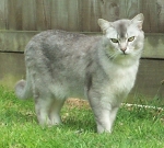burmilla cat breed