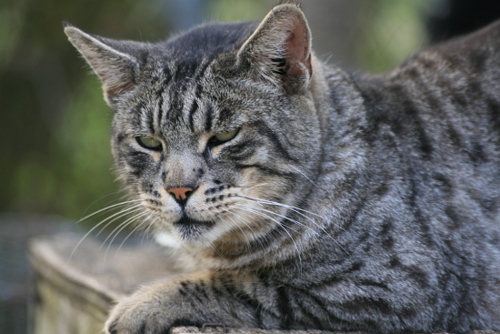 Bengal cat breed