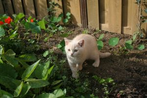 catingarden
