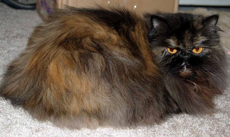 information about persian cats