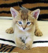 Chausie cat breed