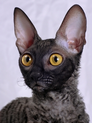 cornish rex cats ears