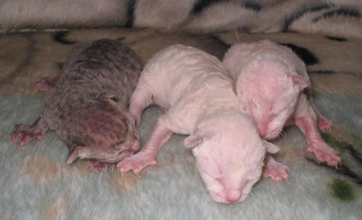 hypoallergenic cat breeds One day old Cornish Rex kittens - photo by 