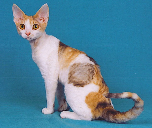 Devon Rex cat