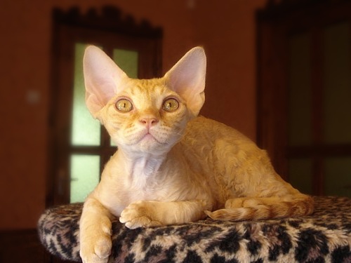 Devon Rex cat breed