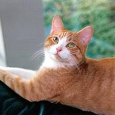 Domestic shorthair cat breed