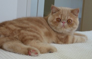 Exotic shorthair cat