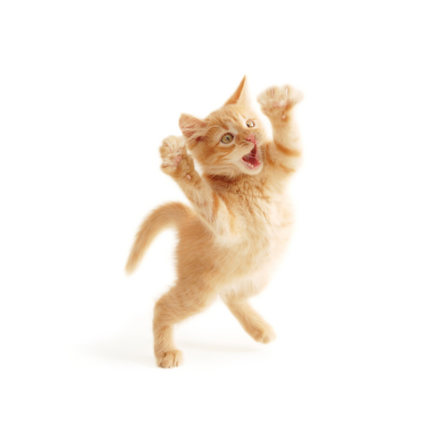happykitten