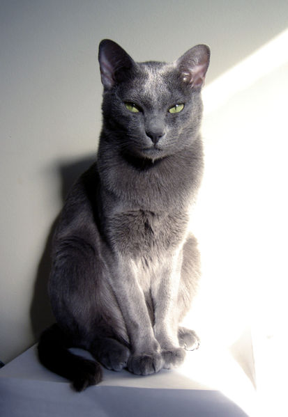 Cat Breeds At Risk of Extinction: The 13 most rare breeds of beautiful cat  in the world - including the gorgeous Korat cat breed