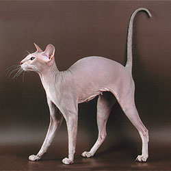 Peterbald Catclass=cosplayers