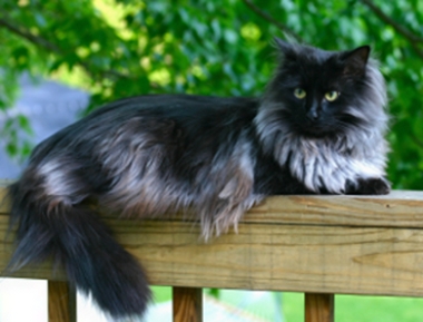 The Maine Coon cat breed