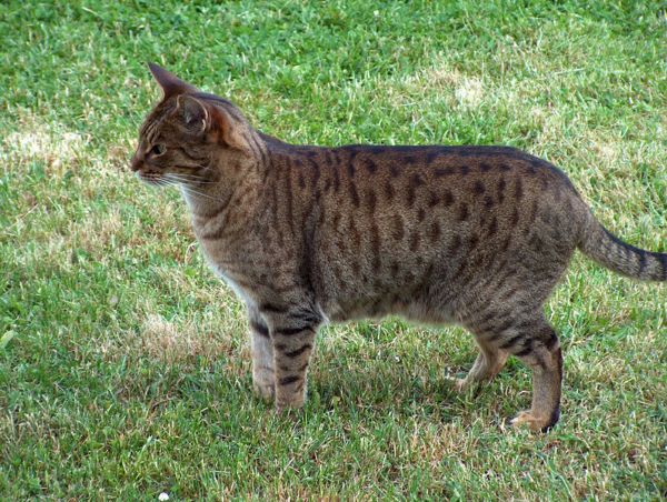 ocicat cat