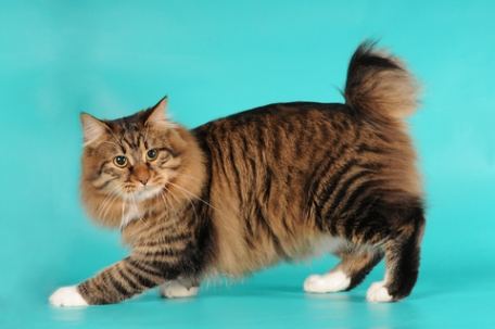 American Bobtail. This cat