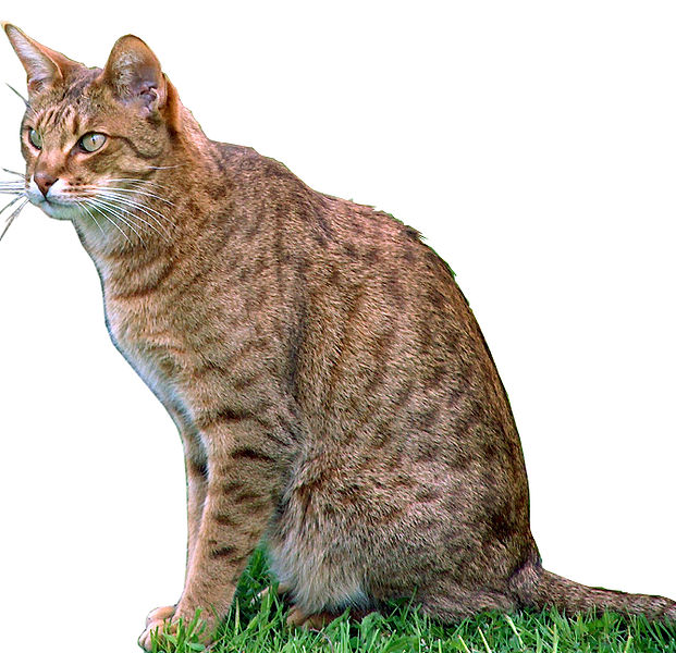 hybrid cat breeds wwwcat 621x600