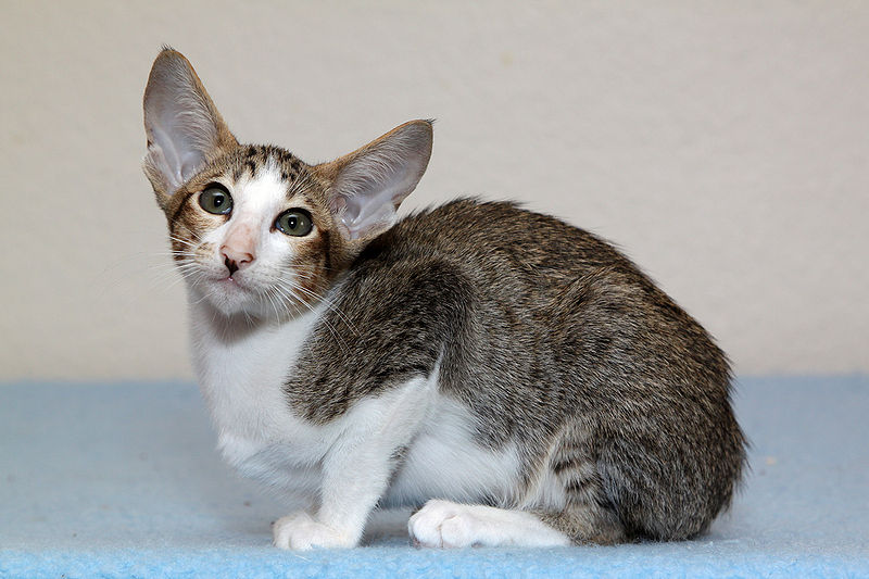 black and white cat breed. Oriental cat