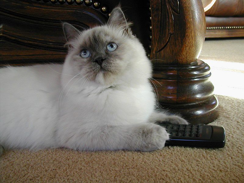 Lilac tortie-point Ragdoll cat