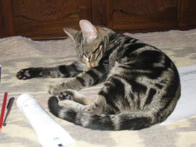 sokoke breed cat rare