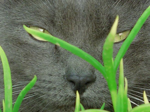 cat breeds russian blue