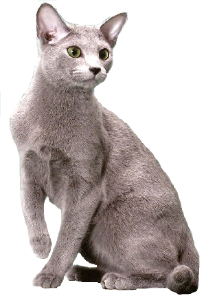 Russian Blue Cat. cat breeds russian blue