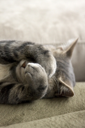 sadcat