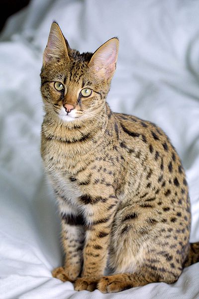 The Savannah cat breed is considered a medium to large cat breed